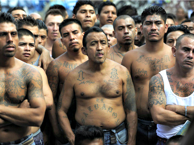 MS13