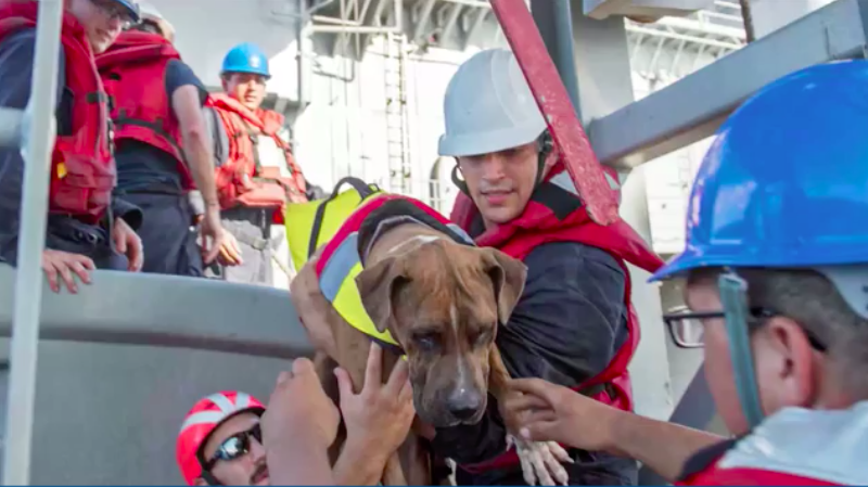 Dog rescued