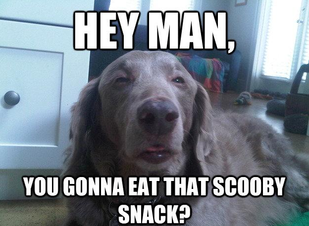 Photo Source:http://pleated-jeans.com/2013/02/04/best-of-the-really-high-dog-meme-16-pics/
