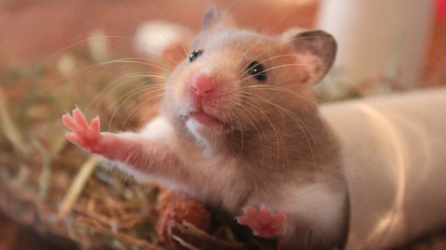 21 Year Old Flushes Her Emotional Support Hamster Down A Toilet