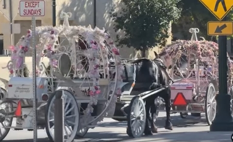 Activists Cry Horse ‘Slavery,’ ‘Exploitation,’ So San Antonio Bans Carriage Industry