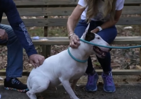 NextImg:Gov. DeSantis Signs Bills to Prevent, Punish Animal Cruelty in Florida Named After High-Profile Victims
