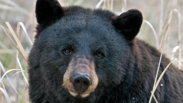 Police Warn Against Drunkenly Chasing Bears Through Woods With Dull ...