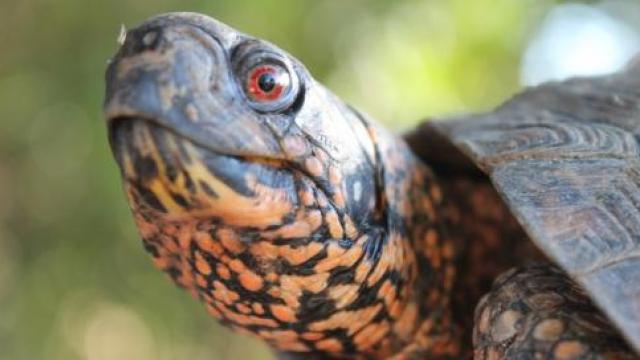 Man Claims He Beat Turtle to Death in Self-Defense | MRCTV