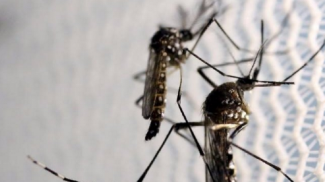 Cdc First Female To Male Sexual Transmission Of Zika Virus Reported In Nyc Mrctv 6297