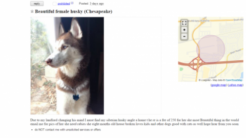 alaskan klee kai craigslist